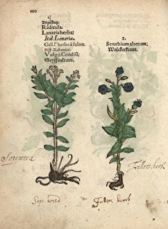 Officinalis Gallery: Soapwort or fullers herb, Saponaria officinalis