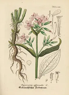Soapwort, Saponaria officinalis