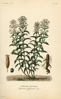 Medicale Collection: Soapwort or soapweed, Saponaria officinalis