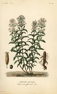 Herincq Gallery: Soapwort or soapweed, Saponaria officinalis