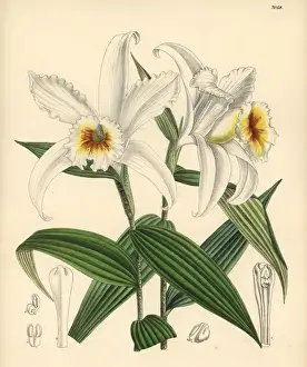 Matilda Prints: Sobralia leucoxantha, white orchid native to Costa Rica