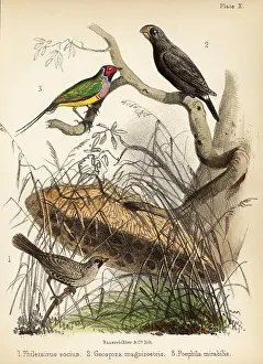 Ornithologist Prints: Sociable weaver, large ground finch and Gouldian finch