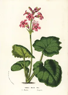 Primula Gallery: Soft-leaved primrose, Primula mollis