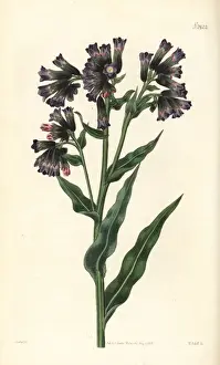 Mollis Prints: Soft lungwort, Pulmonaria mollis
