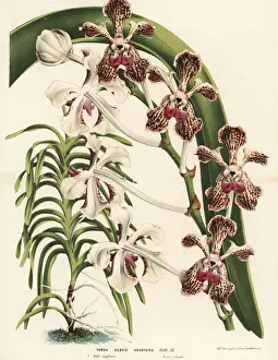 Tricolor Prints: Soft vanda orchid, Vanda tricolor