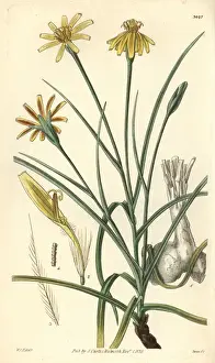 Vipers Prints: Soft vipers grass, Scorzonera mollis