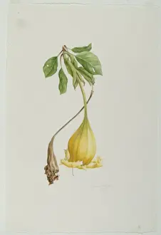 Solanales Prints: Solandra sp. cup of gold