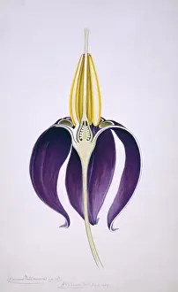 Vibrant Prints: Solanum dulcamara, climbing nightshade