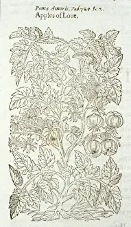 Solanum lycopersicum, garden tomato