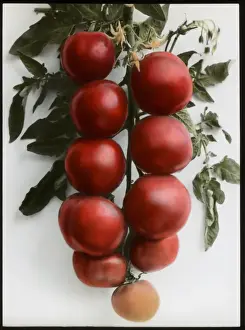 Vege Table Prints: Solanum Lycopersicum (Tomato) Sunrise
