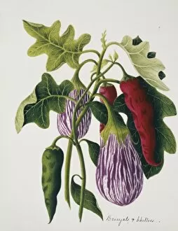 Chili Collection: Solanum melongena, eggplant and Capsicum sp. chilli