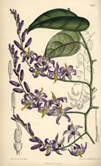Matilda Prints: Solanum pensile, purple flower native to South America