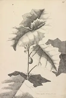 Solanales Prints: Solanum repandum