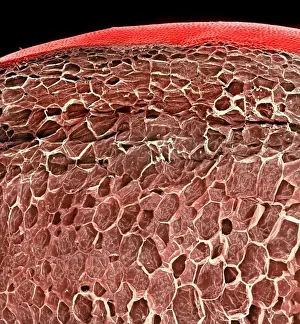 Magnification Prints: Solanum sp. tomato
