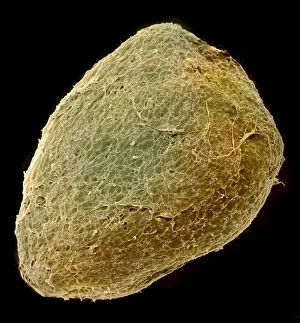 Magnification Prints: Solanum sp. tomato seed