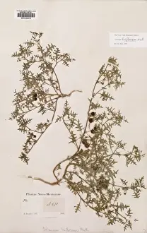 Solanales Prints: Solanum trifolum