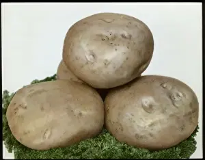 Vege Table Prints: Solanum Tuberosum (Potato) Great Scot