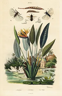 Soldierfly, crane flower