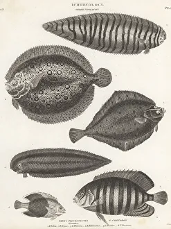 Sole Prints: Sole, plate fish, plaice, tongue fish, angelfish, etc