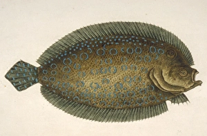 Mark Catesby Collection: Solea lunata, sole