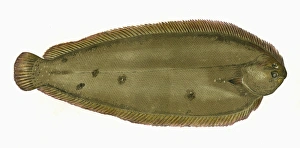 Sole Gallery: Solea solea, or Common Sole
