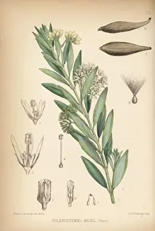 Solenostemma, Solenostemma argel