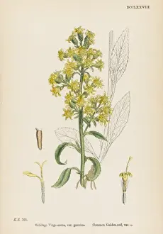 Aurea Prints: Solidago Virga-Aurea