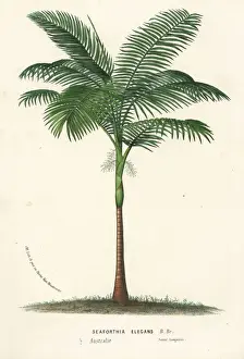 Serres Prints: Solitaire palm, Ptychosperma elegans