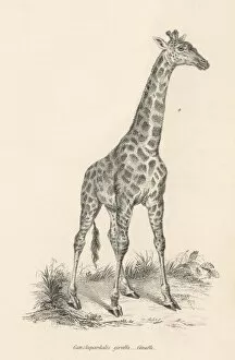 A Solitary Giraffe / C19