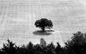 Solitary Prints: Solitary oak tree in harvested corn field in Malvern Hills