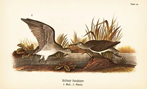 Wilsons Prints: Solitary sandpiper, Tringa solitaria