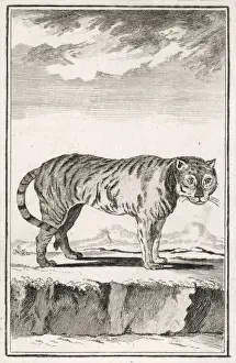 A Solitary Tiger