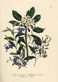 Ornamental Prints: Sollya, changeable apple-berry and Chinese pittosporum