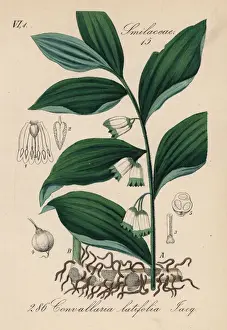 Convallaria Prints: Solomons seal, Polygonatum hirtum