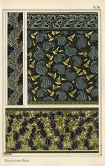 Solomons seal, Polygonatum multiflorum, as