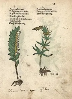 Solomons seal, Polygonatum multiflorum