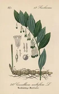 Solomons seal, Polygonatum multiflorum