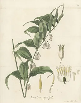 Nathaniel Wallich Prints: Solomon's Seal, Polygonatum oppositifolium