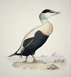 Anseriformes Prints: Somatera mollissma, common eider