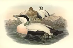 Somateria mollissima, common eider