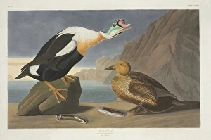 Bivalve Collection: Somateria spectabilis, king eider