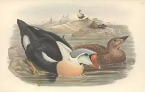 Somateria spectabilis, king eider