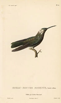 Primevere Collection: Sombre hummingbird, Aphantochroa cirrochloris