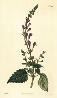 Somerset skullcap, Scutellaria altissima