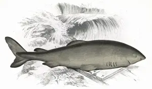 Shark Prints: Somniosus microcephalus, or Greenland Shark