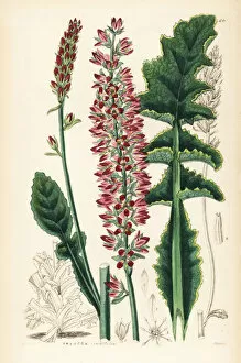 Lindley Gallery: Sonchus-leaved francoa or bridalwreath, Francoa sonchifolia