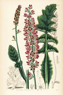 Shrubbery Gallery: Sonchus-leaved francoa or bridalwreath, Francoa sonchifolia
