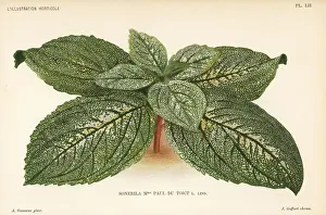 Sonerila hybrid, Madame Paul du Toict, raised