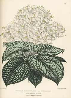 Hothouse Prints: Sonerila margaritacea, native to Myanmar