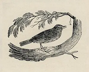 Bewick Prints: Song Thrush